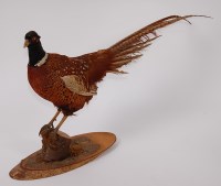 Lot 680 - A taxiidermy Cock pheasant (Phasianus...