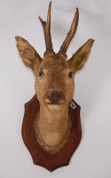 Lot 681 - A taxidermy Roe Deer (Capreolus Capreolus)...