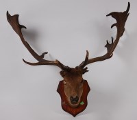 Lot 684 - A taxidermy Fallow Deer (Dama dama), mid-20th...