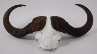 Lot 685 - Cape Buffalo (Syncerus caffer), a pair of...