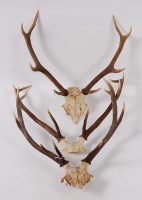 Lot 686 - Roe Deer (Capreolus capreolus) three pairs of...