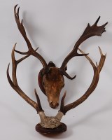 Lot 688 - An early 20th century taxidermy Fallow Deer...