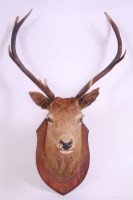 Lot 689 - A taxidermy Roe Buck (Capreolus capreolus),...