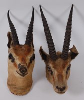 Lot 690 - A taxidermy Gazelle (Gazella), head mount,...