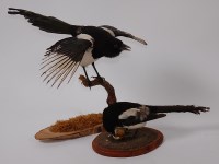 Lot 691 - A taxidermy Magpie (Pica pica), wings spread,...
