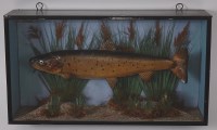 Lot 692 - A taxidermy Brown trout (Salmo trutta),...