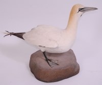 Lot 693 - A modern taxidermy Gannet (Morus), mounted on...