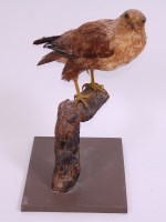 Lot 694 - A taxidermy Buzzard (Buteo buteo), mounted on...