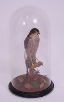 Lot 695 - A Victorian taxidermy female Sparrowhawk...