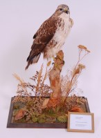 Lot 698 - A taxidermy light phase Buzzard (Buteo buteo),...