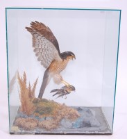 Lot 679 - An early 20th century taxidermy Sparrowhawk...