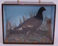 Lot 697 - A taxidermy Black grouse (Lyrurus tetrix),...