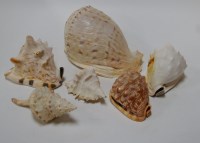 Lot 16 - A West African Cassis Cornuta shell, width...