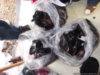 Lot 668 - 3 large bags of mens black shoes including...