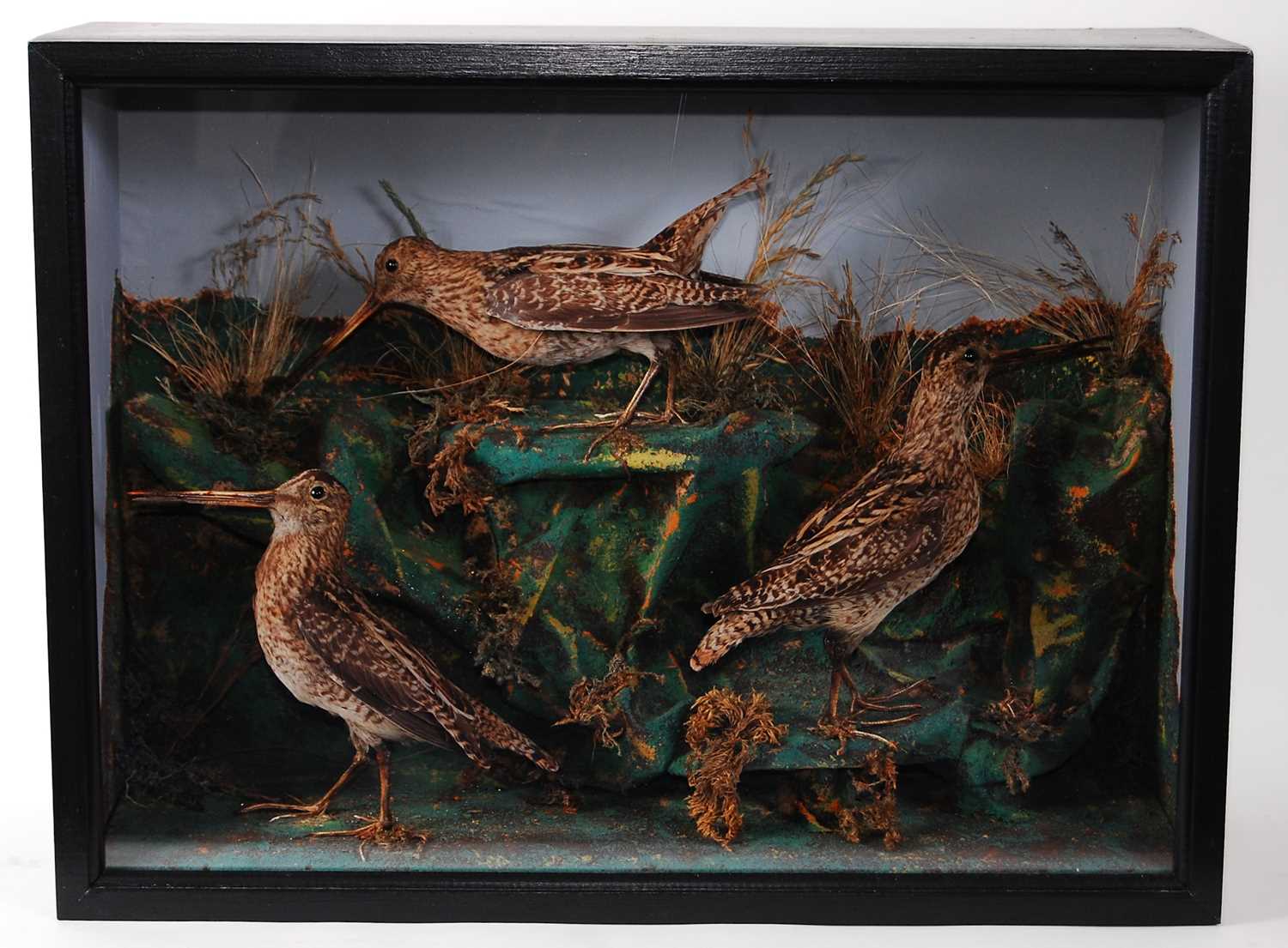 Lot 527 - * A trio of late Victorian taxidermy Snipe...