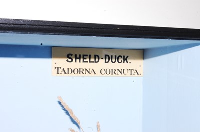 Lot 524 - * A pair of taxidermy Shelduck (Tadorna...