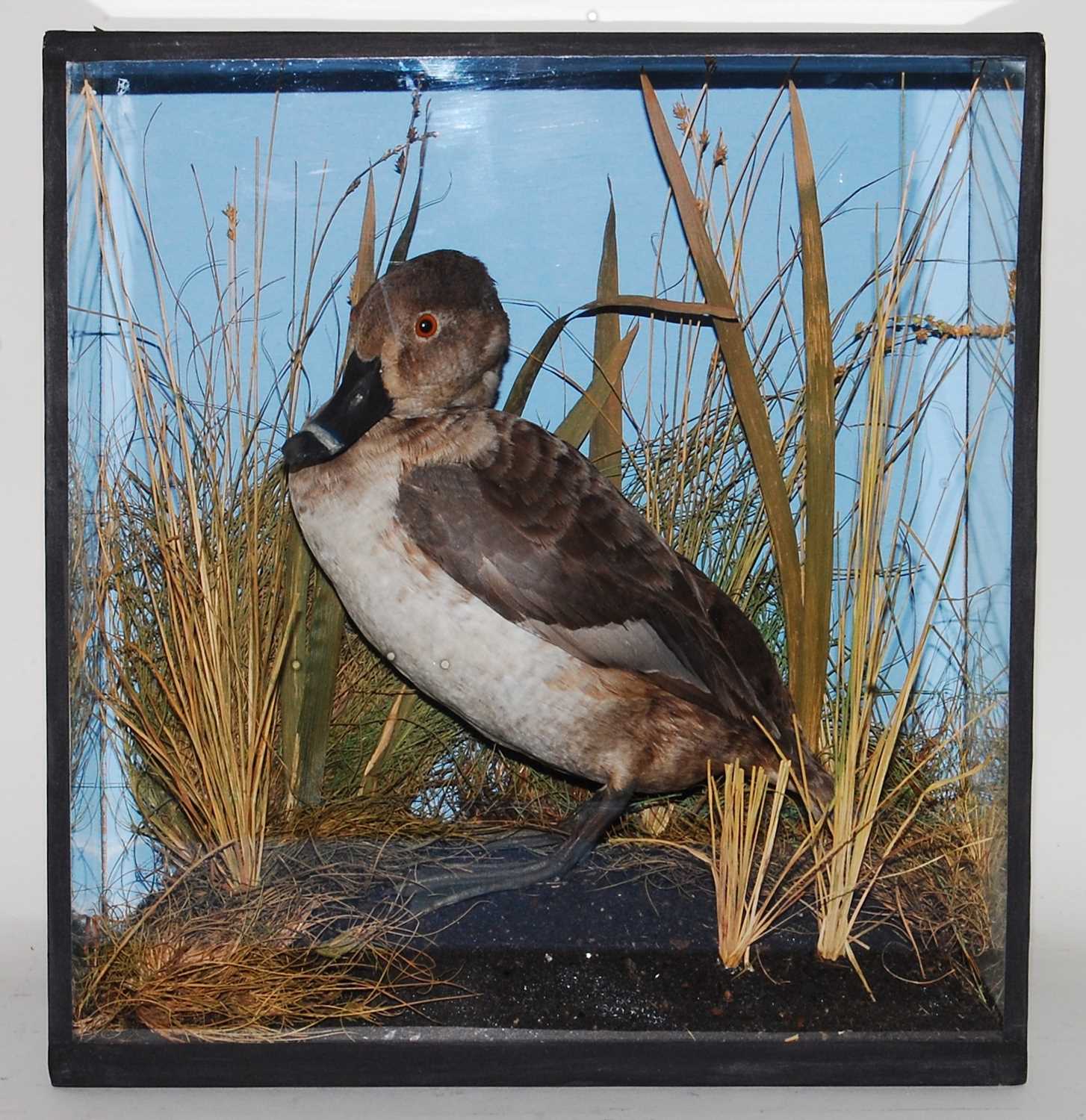 Lot 531 - * A taxidermy Ring-necked Pochard (Aythya...