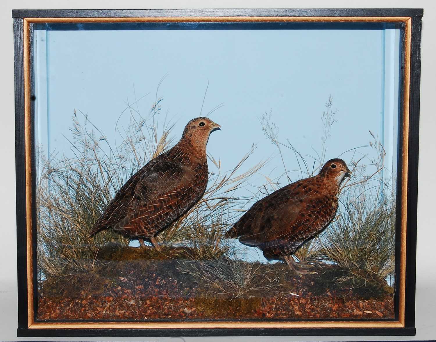 Lot 536 - * A brace of taxidermy Quail (Coturnix...
