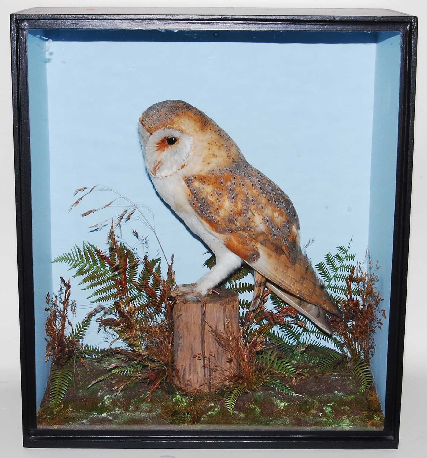 Lot 593 - * An early 20th century taxidermy Barn Owl...