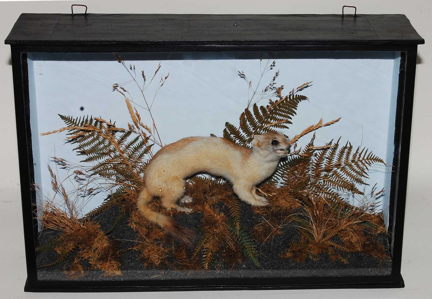 Lot 594 - * A taxidermy Ermine Stoat (Mustela erminea),...