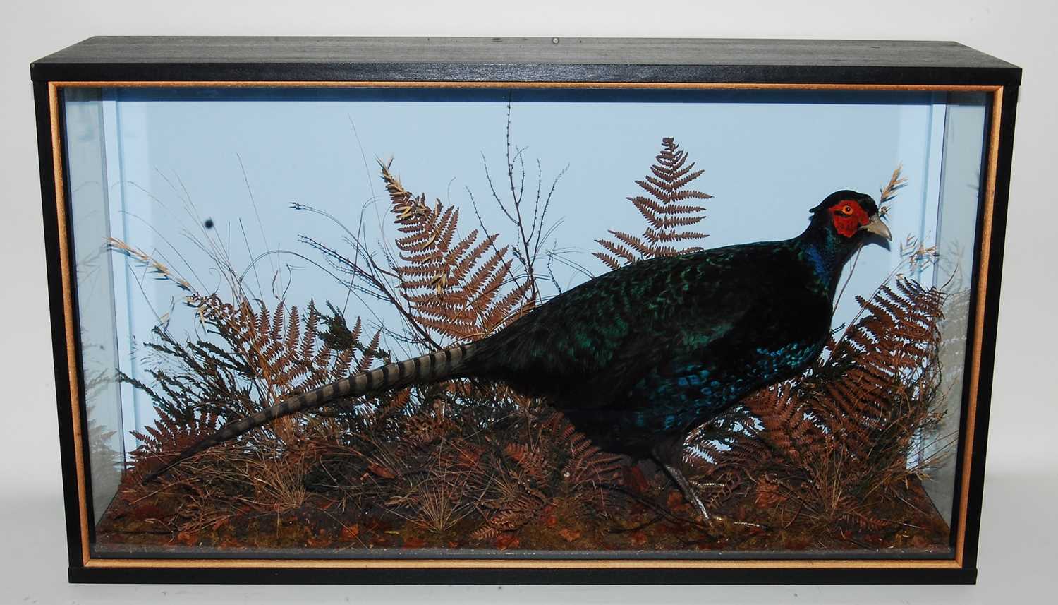 Lot 597 - * A taxidermy Melanistic Cock Pheasant...