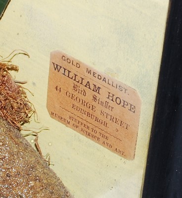 Lot 606 - * A late Victorian taxidermy White Fronted...