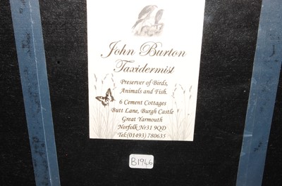 Lot 543 - * A taxidermy Woodcock (Scalopax rusticola),...