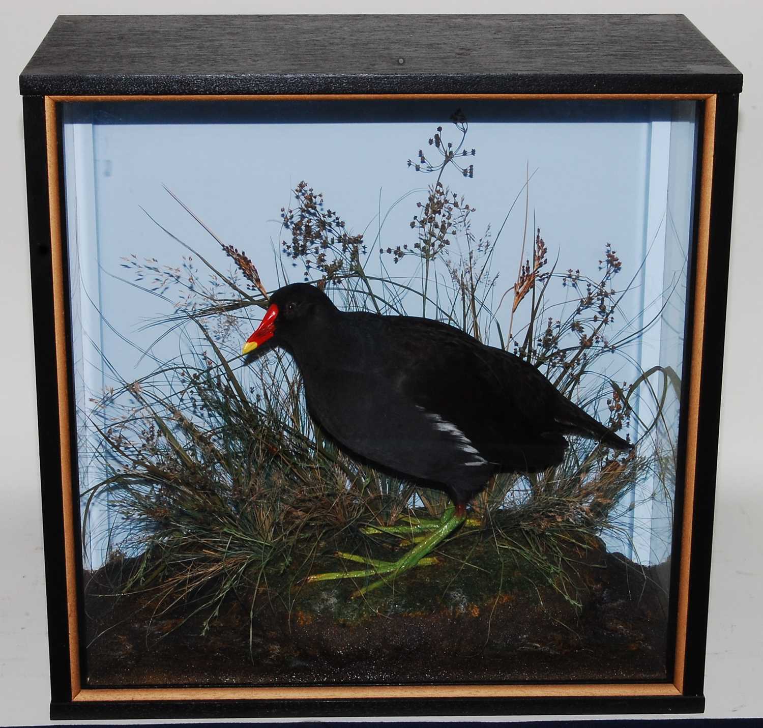 Lot 542 - * A taxidermy Moorhen (Gallinula chloropus),...