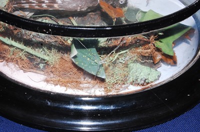 Lot 613 - * A Victorian taxidermy Brown-backed...