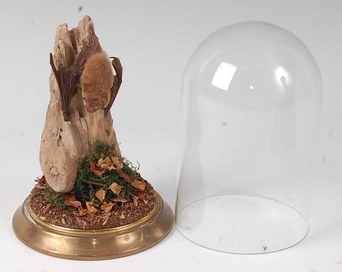 Lot 539 - * A taxidermy Pipistrelle bat (Pipistrellus...