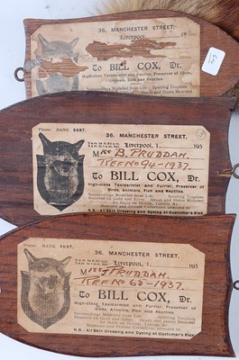 Lot 553 - * An mid-20th century taxidermy Fox (Vulpes...