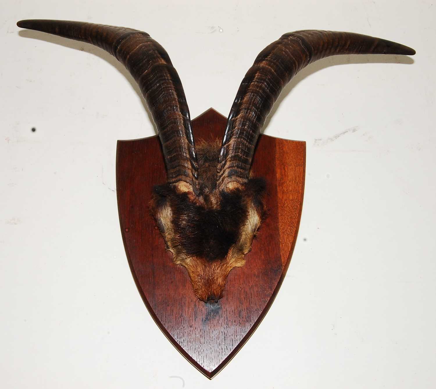 Lot 571 - * A pair of taxidermy Goat (Capra aegagrus...