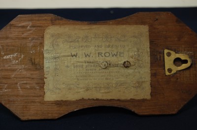 Lot 588 - * An early 20th century taxidermy Deer slot,...