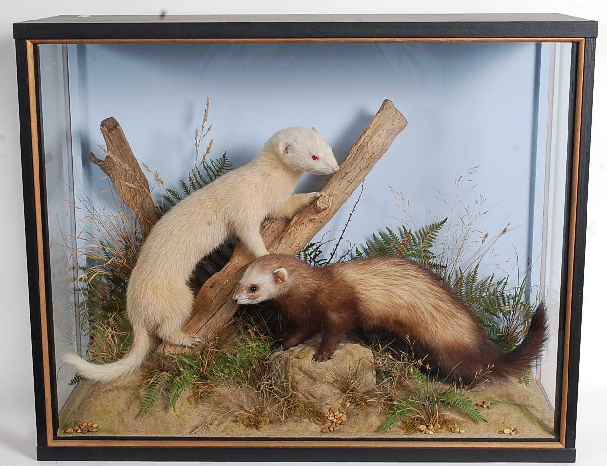 Lot 705 - * A taxidermy pair of Ferret (Mustela putorius...