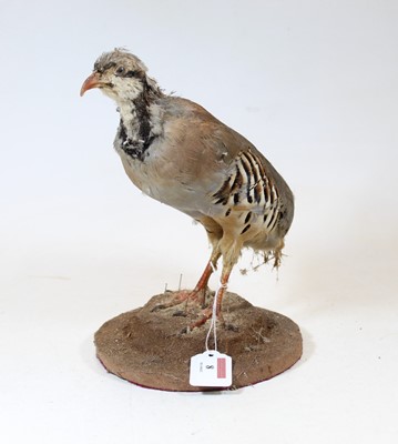 Lot 8 - A 20th century taxidermy bird on circular...