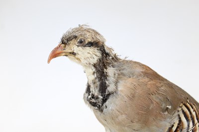 Lot 8 - A 20th century taxidermy bird on circular...
