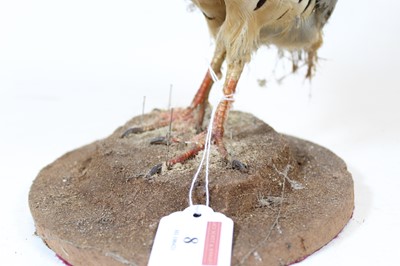 Lot 8 - A 20th century taxidermy bird on circular...