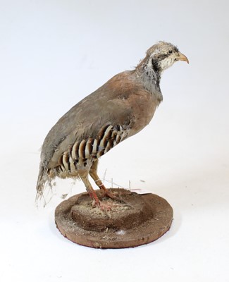 Lot 8 - A 20th century taxidermy bird on circular...