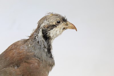 Lot 8 - A 20th century taxidermy bird on circular...