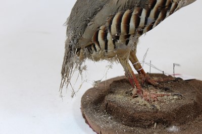 Lot 8 - A 20th century taxidermy bird on circular...