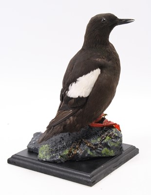 Lot 9 - A taxidermy Black Guillemot (Cepphus grylle),...