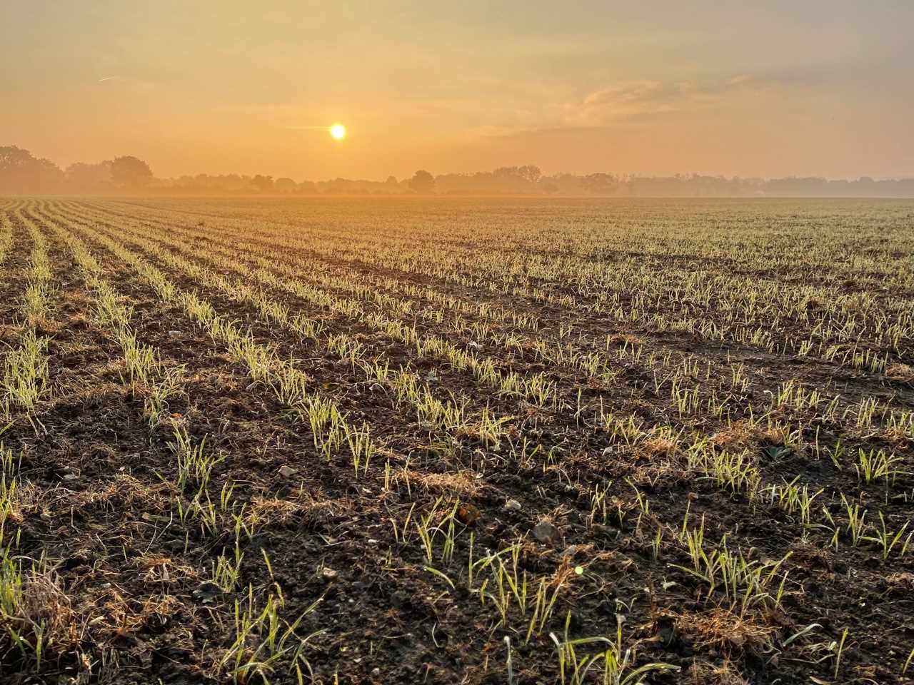 Lot 77 - Shimpling Park Farm Suffolk: Field to Fork...