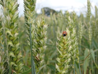 Lot 77 - Shimpling Park Farm Suffolk: Field to Fork...