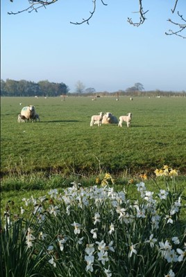 Lot 77 - Shimpling Park Farm Suffolk: Field to Fork...