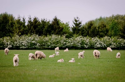Lot 77 - Shimpling Park Farm Suffolk: Field to Fork...