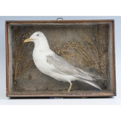Lot 386 - An early 20th century taxidermy Fulmar...