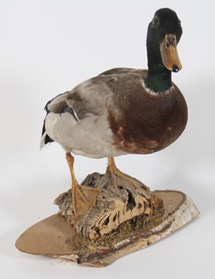 Lot 392 - A taxidermy male Mallard (Anas platyrhynchos),...
