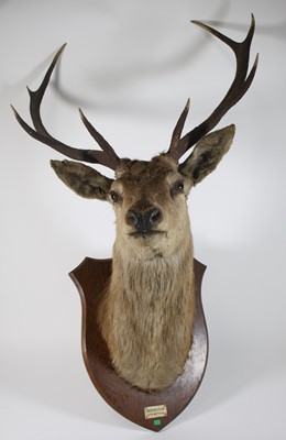 Lot 455 - A taxidermy Red Deer Stag (Cervus elaphus),...