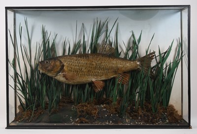 Lot 451 - An early 20th century taxidermy European Chub...