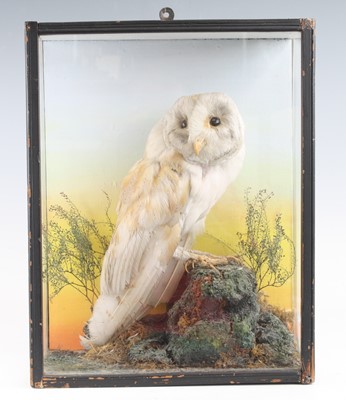 Lot 356 - A late Victorian taxidermy Barn Owl (Tyto...